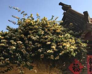 医生都爱养的花，3年老桩，开花香还能治病！