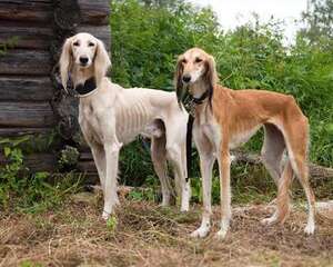 猎犬如何训练喊回来？训练猎犬需要注意什么？