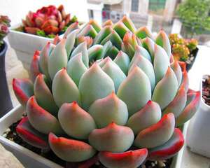 养多肉植物一年半，这样的成绩不知道是否可以及格？