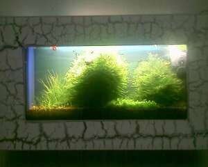 谈谈壁挂鱼缸的优缺点及造景
