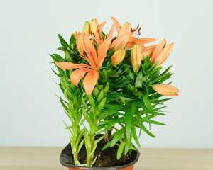 百合花能在室内养吗