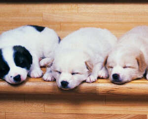 睡眠对狗狗的重要性