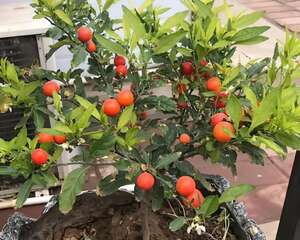 路边这8种野果，居然有毒，赶紧绕道走！