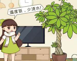 管住手！这花天冷少浇水，旱着养才保险！