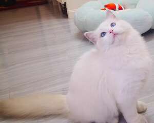 猫咪驱虫多久一次？标准答案来了！