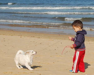 养狗如何避免孩子被咬