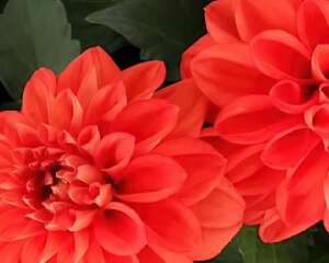 小丽花