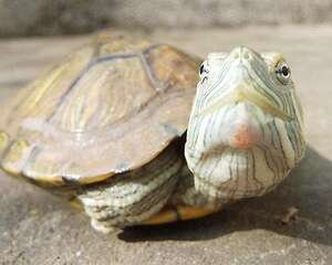 巴西龟白眼病有哪些表现