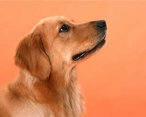 金毛幼犬吃什么狗粮比较好