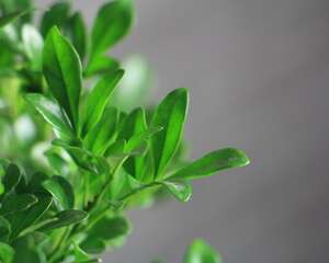 米兰花怎么浇水，这样浇就是比别人的香！