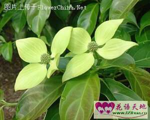 山荔枝四照花的花语：回礼