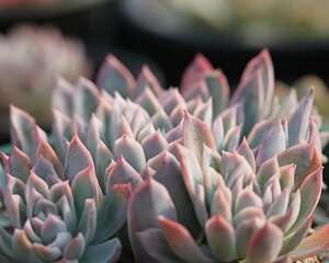 紫罗兰女王 Echeveria‘violet Queen’