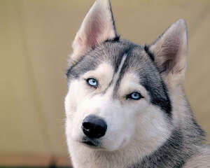 哈士奇智商高不高