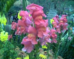 怎样科学栽培吊盆金鱼花（图）