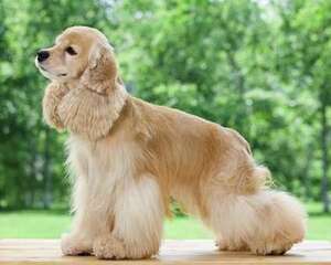 可卡犬吃什么狗粮好？可卡犬饲养