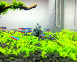 如何控制水体的弱碱性