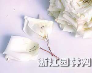 制作单朵超大玫瑰捧花