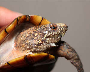 斑纹泥龟的品种简介