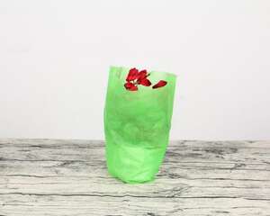 仙客来的四季养护要点