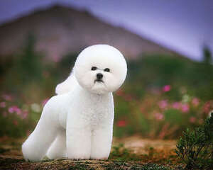 狗狗日常护理可有效预防打结