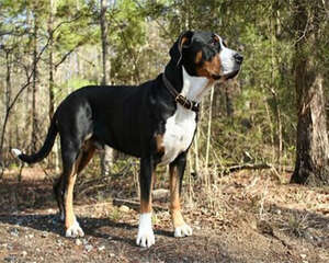 大瑞士山地犬的性格特点