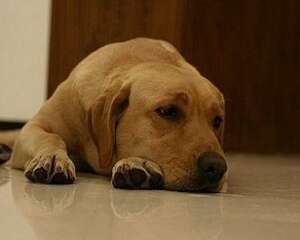 怎么训练拉布拉多接东西?