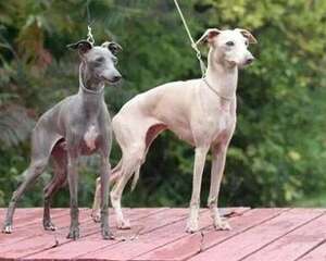 灵缇犬性格特点？灵缇犬介绍