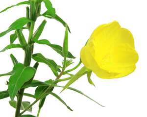 月见草的养殖方法和注意事项