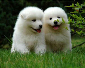 养宠之前需要准备什么