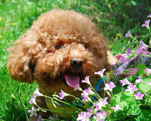 狗狗护理之你知道怎样给狗狗刷牙吗