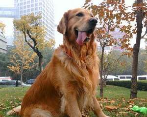 金毛犬的体重参考标准