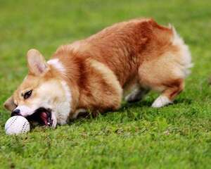 威尔士柯基犬的养护知识