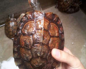 宠物龟晒太阳要注意时间