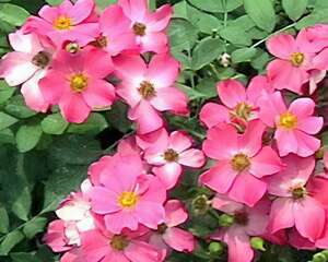 生态植被花卉-地被月季