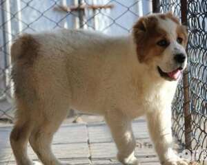 教训狗狗的时候它们为什么不反抗？