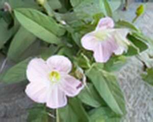 旋花花语：恩赐