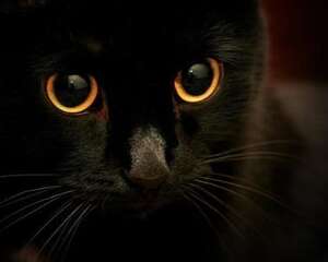 玄猫和孟买猫哪个好？玄猫和孟买猫的区别