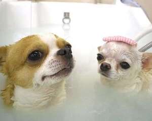 为什么狗狗喝了牛奶拉肚子了？