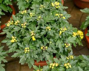 菊花什么季节开