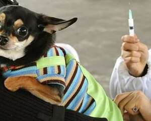 有关犬的疫苗接种注意事项