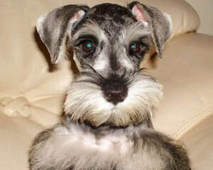 雪纳瑞多少钱？