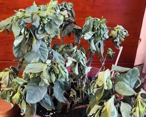 10种花，最怕换盆，换完活不过3天！