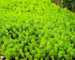 4个多肉养护必犯误区