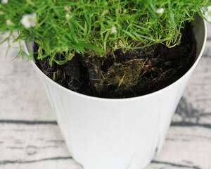 满天星的寓意及象征