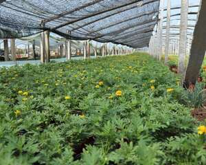 孔雀草种植量，一个盆播几颗种