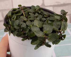 薄荷的功效与作用，薄荷叶怎么吃