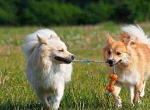 纯种牧羊犬怎么训练
