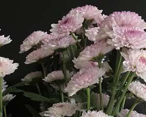 雏菊