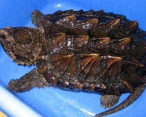 秋季补光有利鳄龟生长