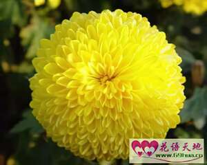 黄色菊花的花语：相思、吊念